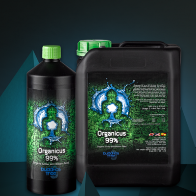Buddhas tree 1ltr Organicus grow & bloom